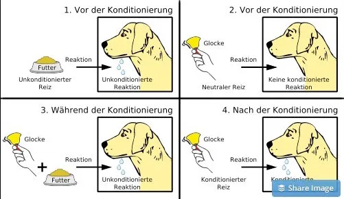 Schema der klassischen Konditionierung am Beispiel des Pawlowschen Hundes.